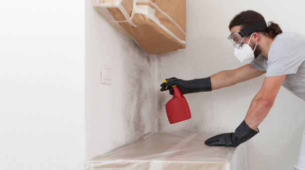 Professional Basement Mold Removal technician working in La Plata, MD