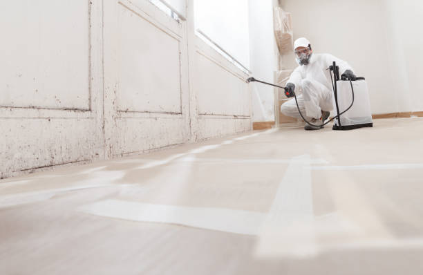 24/7 Emergency Basement Mold Removal experts in La Plata, MD
